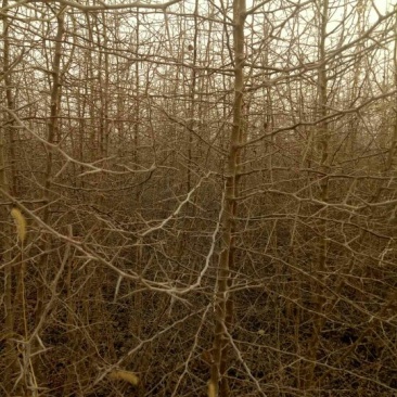 杜梨树4~6cm4米以上