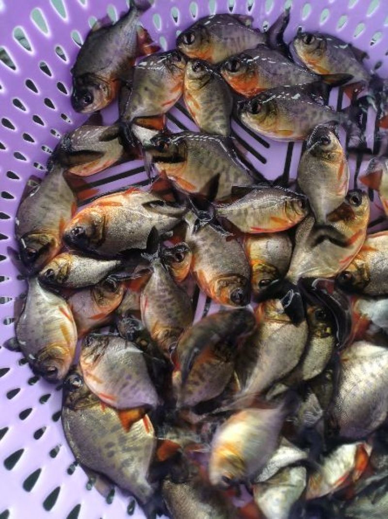 鲳鱼鱼苗淡水白鲳鱼苗红鲳鱼苗产地直供