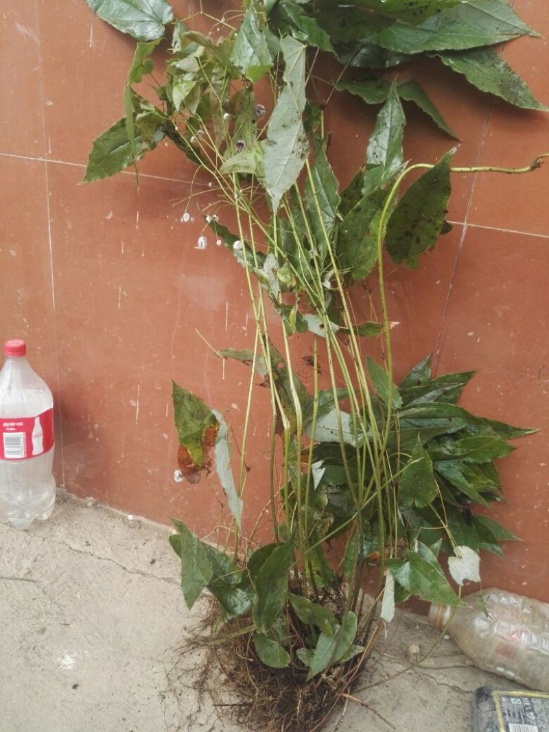 淫羊藿带头统