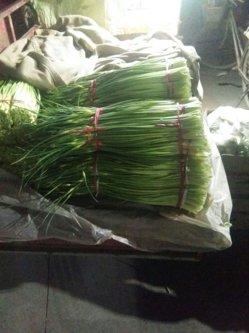 爆款蒜薹精品60~70cm大量上市啦量大从优欢迎选购
