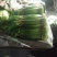 爆款蒜薹精品60~70cm大量上市啦量大从优欢迎选购