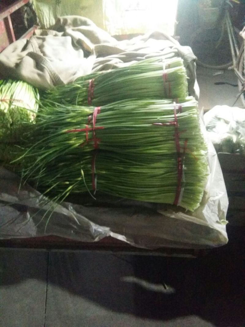 爆款蒜薹精品60~70cm大量上市啦量大从优欢迎选购
