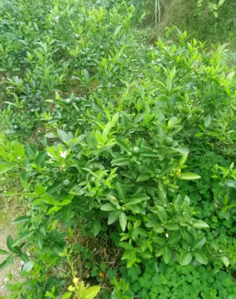 皇帝柑苗50~80cm