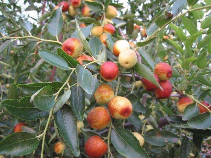 大荔冬枣，陕西大荔冬枣产地，大荔冬枣批发大荔冬枣代购代销