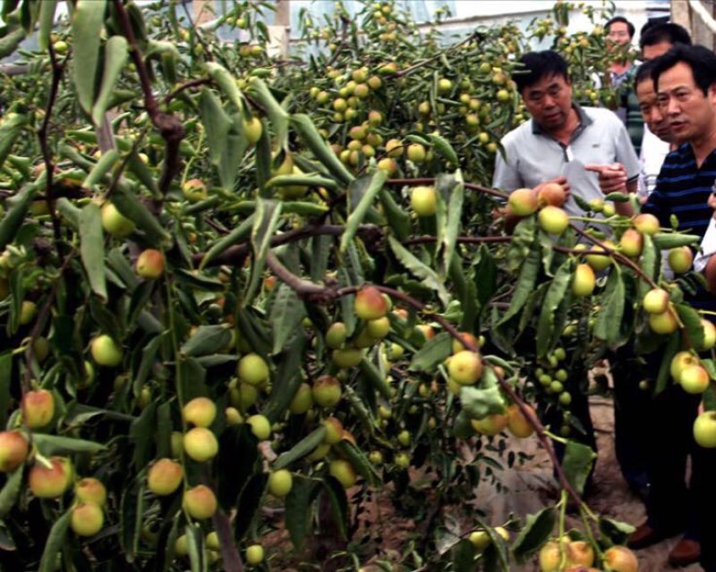 大荔县冬枣温室大荔冬枣专卖，大荔冬枣代购代销冬枣价格