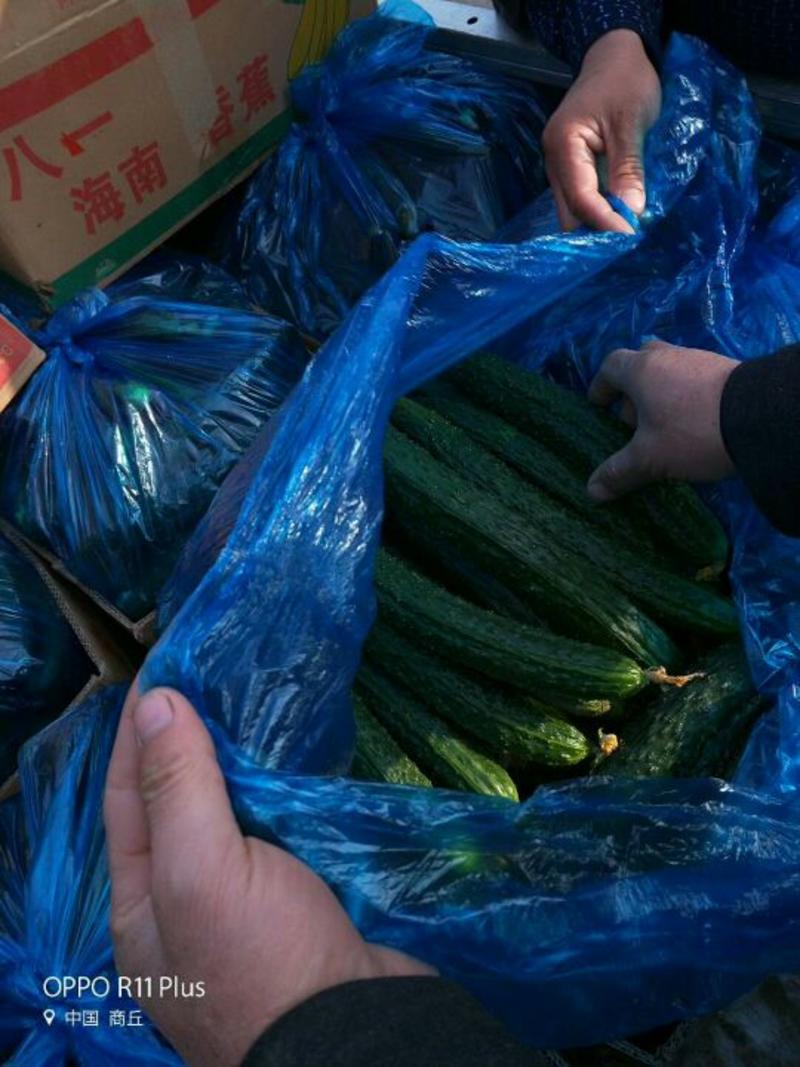 【推荐】夏邑县密刺黄瓜精品货干花带刺量大，欢迎合作