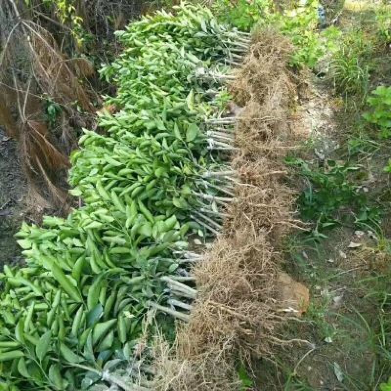 沃柑苗30~50cm