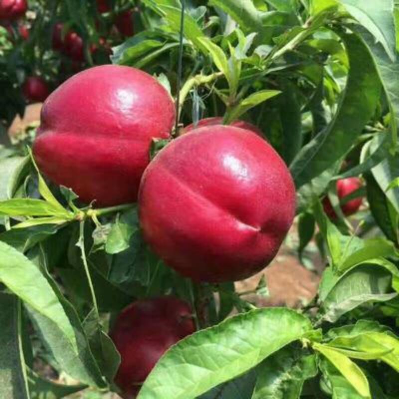 山东油桃油桃批发油桃出售优质油桃上市品种多货源充足