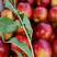 山东油桃油桃批发油桃出售优质油桃上市品种多货源充足