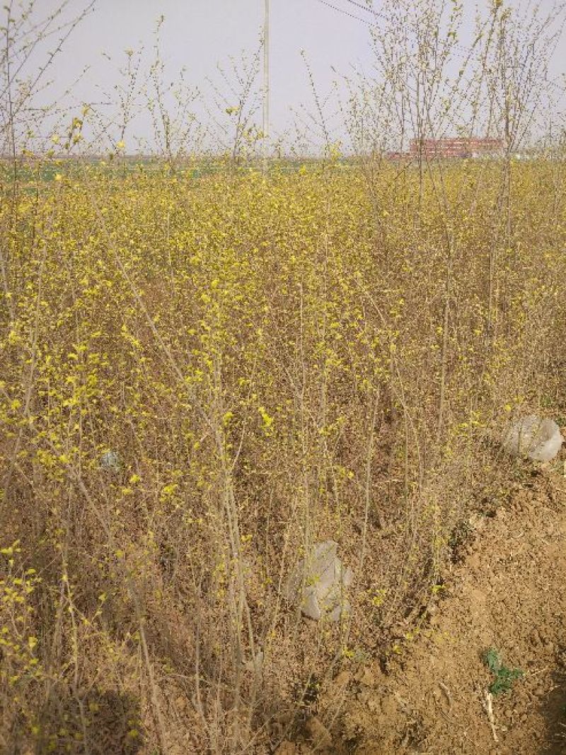 金叶榆树苗100~150cm