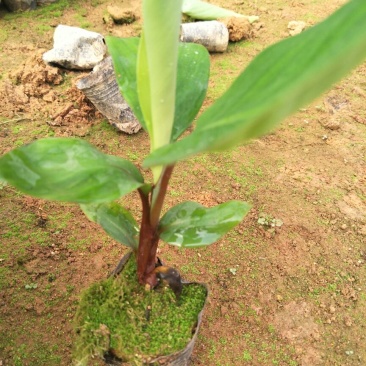 红香蕉苗南洋红蕉苗广西香蕉苗带杯带叶发货包邮
