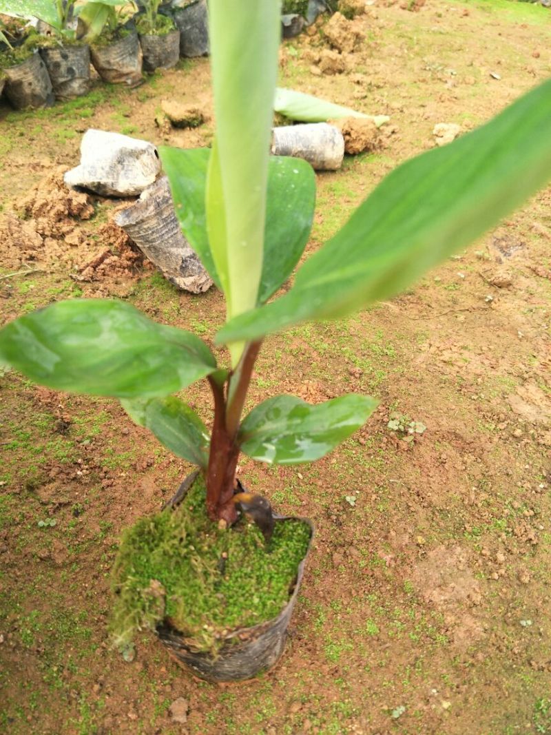 红香蕉苗南洋红蕉苗广西香蕉苗带杯带叶发货包邮
