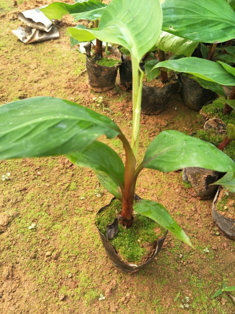 红香蕉苗南洋红蕉苗广西香蕉苗带杯带叶发货包邮