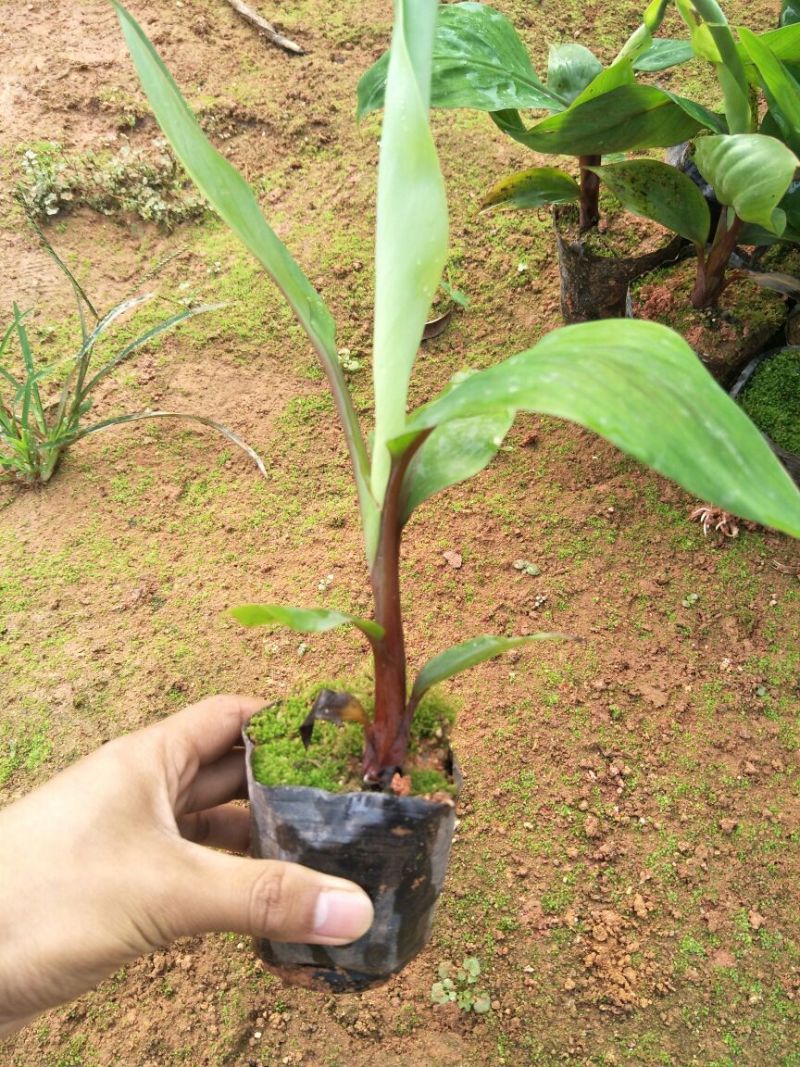 红香蕉苗南洋红蕉苗广西香蕉苗带杯带叶发货包邮