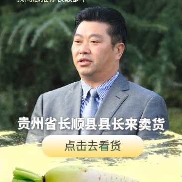 水蜡树苗