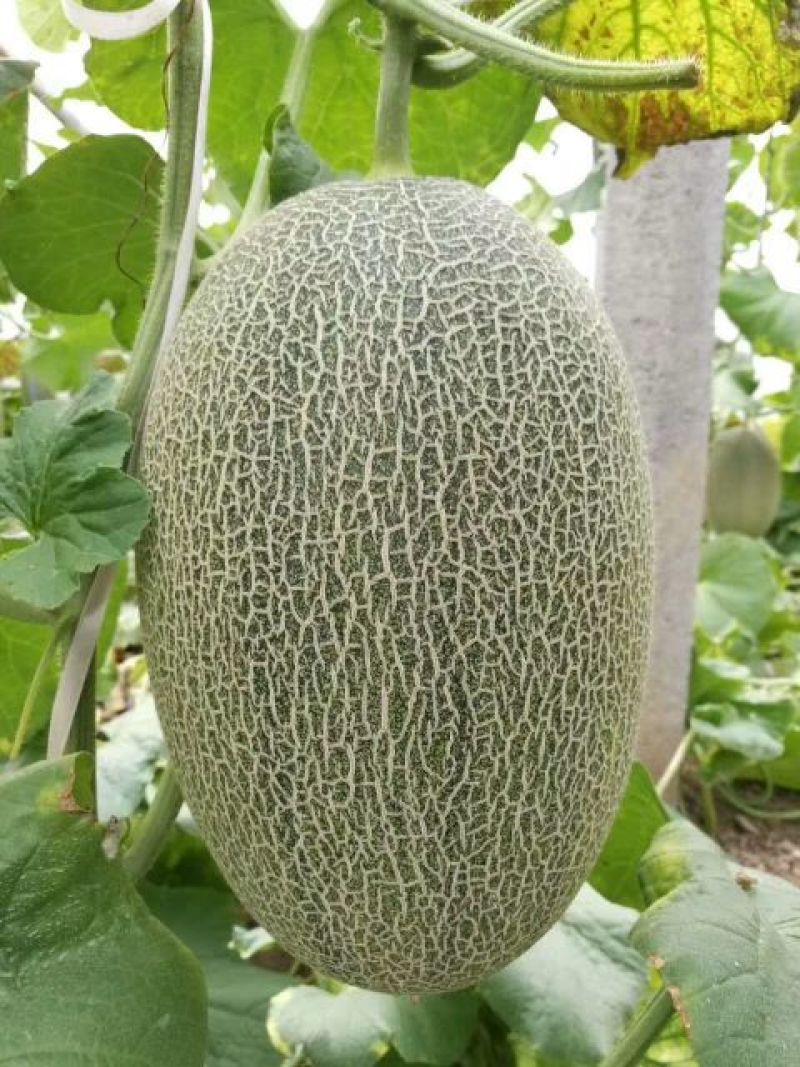 海南25号哈密瓜西州蜜，各种蜜瓜大量供应