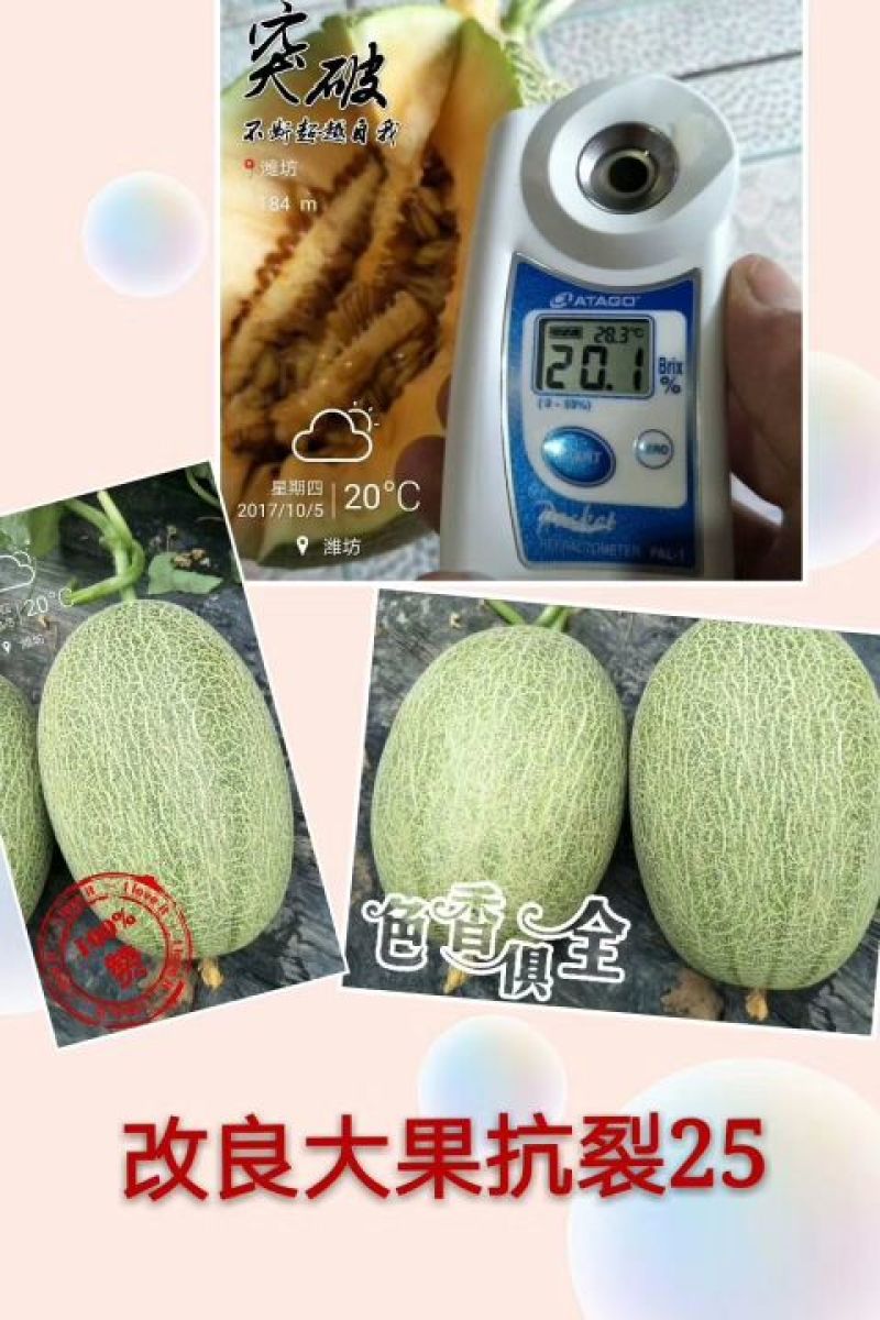海南25号哈密瓜西州蜜，各种蜜瓜大量供应