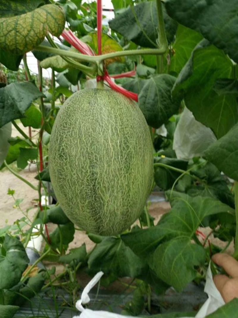 海南25号哈密瓜西州蜜，各种蜜瓜大量供应