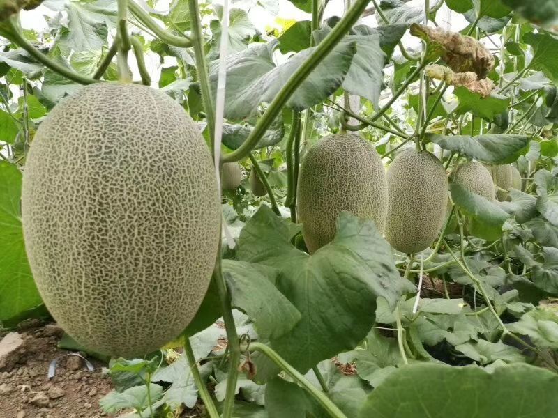 海南25号哈密瓜西州蜜，各种蜜瓜大量供应