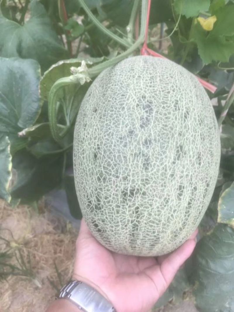 海南25号哈密瓜西州蜜，各种蜜瓜大量供应