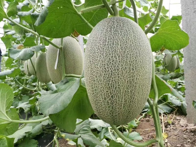 海南25号哈密瓜西州蜜，各种蜜瓜大量供应