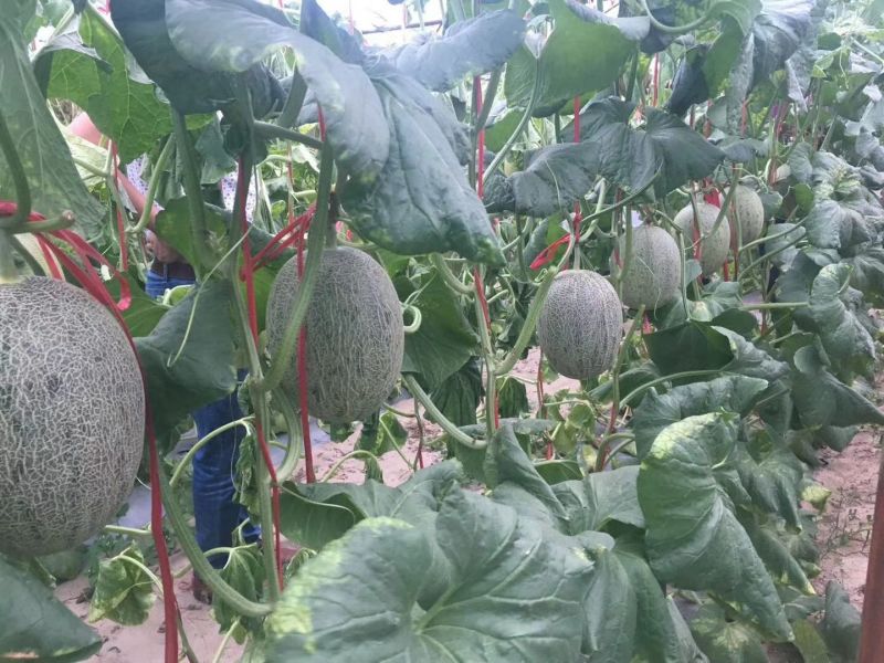 海南25号哈密瓜西州蜜，各种蜜瓜大量供应