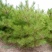 油松1.5~2米4~6cm6~8cm