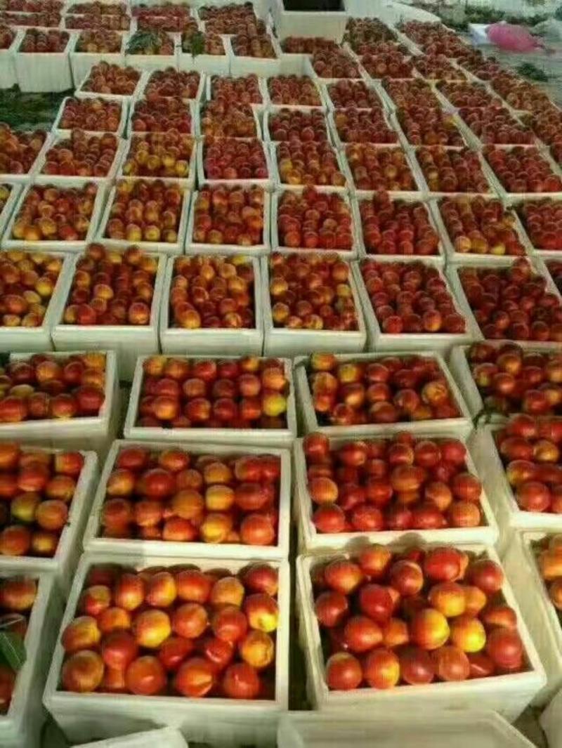 山东油桃合作社，黄油桃脆甜，硬度高，市场收货，农户一手货