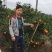 沃柑苗30~50cm