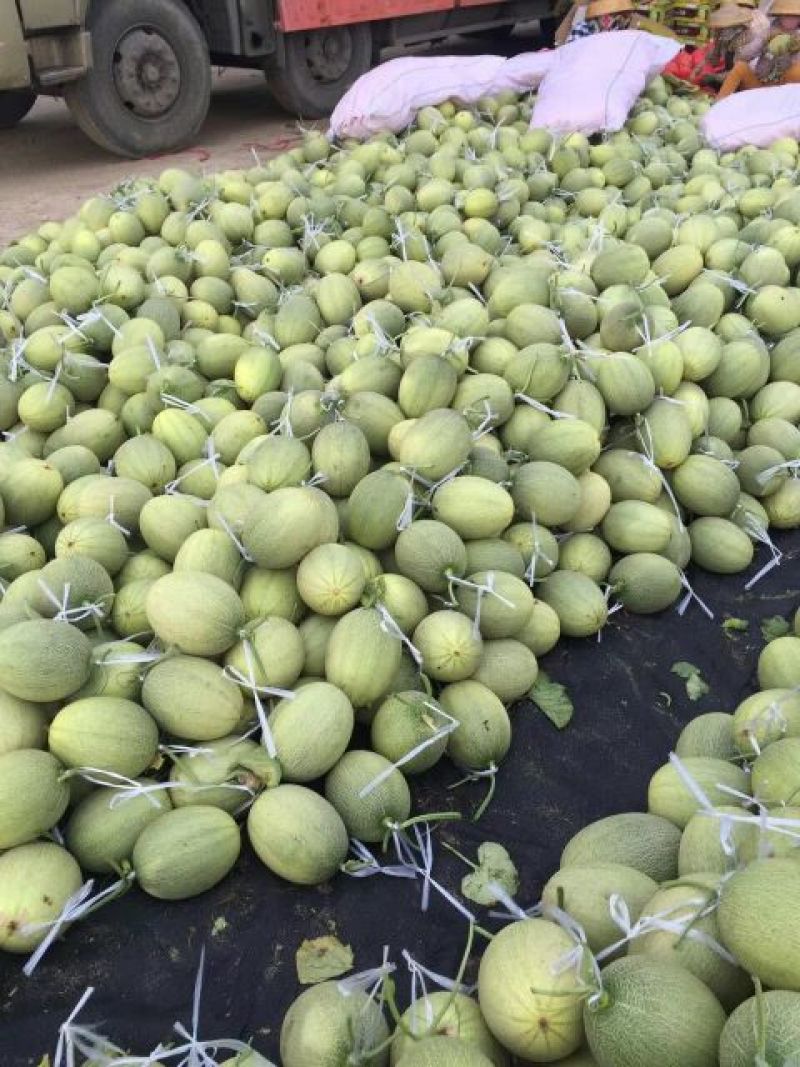 海南25号哈密瓜西州蜜，各种蜜瓜大量供应