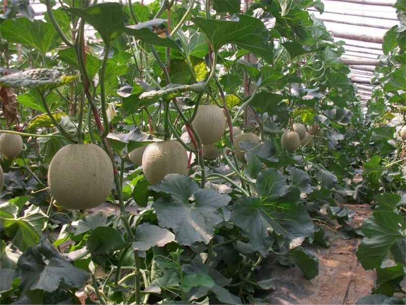 海南25号哈密瓜西州蜜，各种蜜瓜大量供应