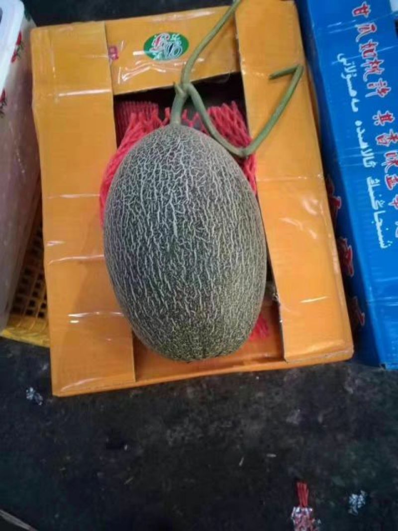 海南25号哈密瓜西州蜜，各种蜜瓜大量供应