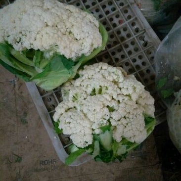 白面青梗松花菜，河北唐山市