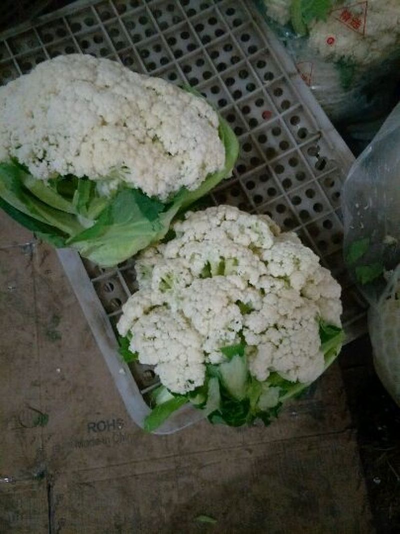 白面青梗松花菜，河北唐山市