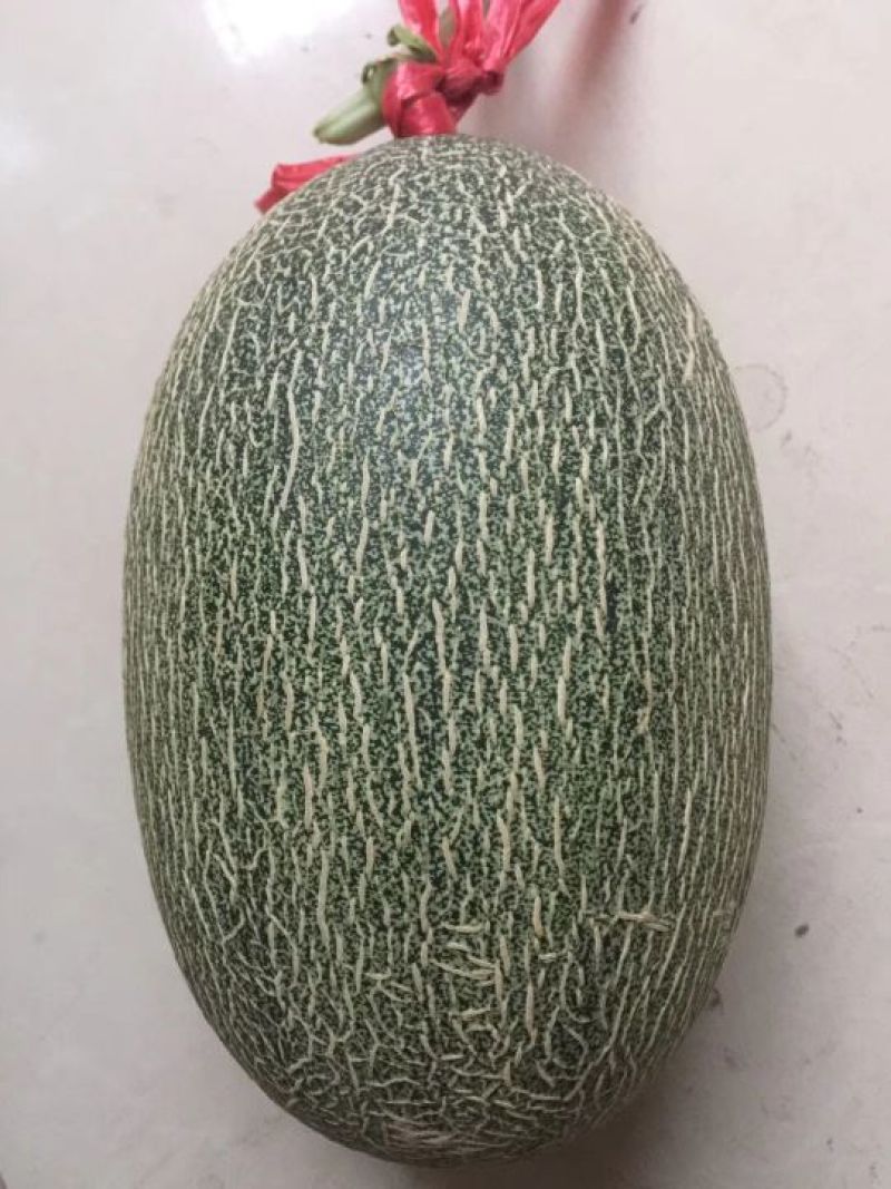 海南25号哈密瓜西州蜜，各种蜜瓜大量供应