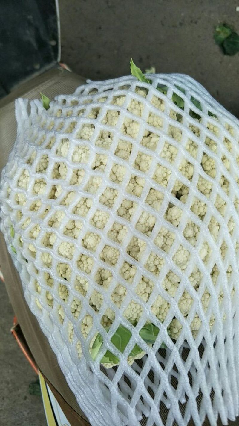白面青梗松花菜，河北唐山市