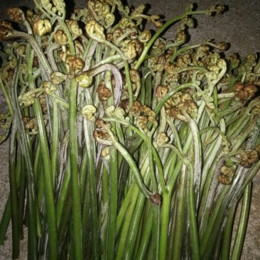 蕨菜