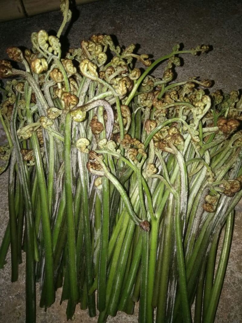 蕨菜