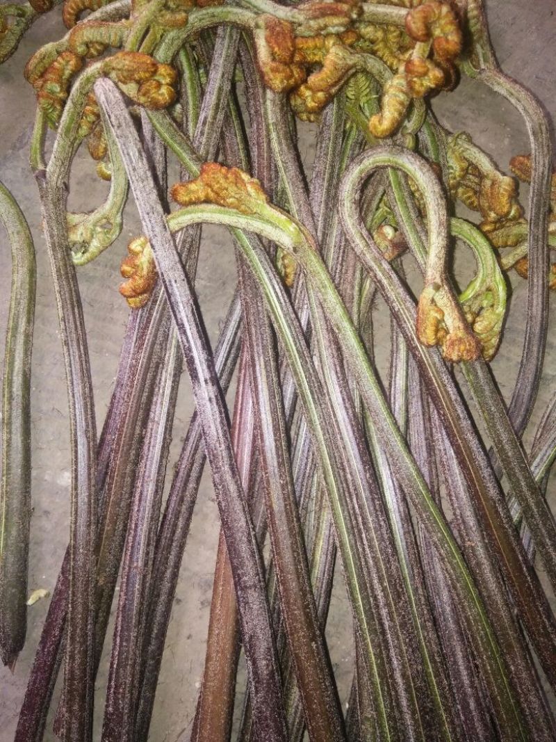 蕨菜
