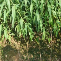 桃树苗30~40cm