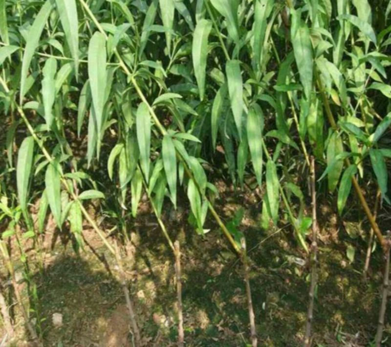 桃树苗30~40cm