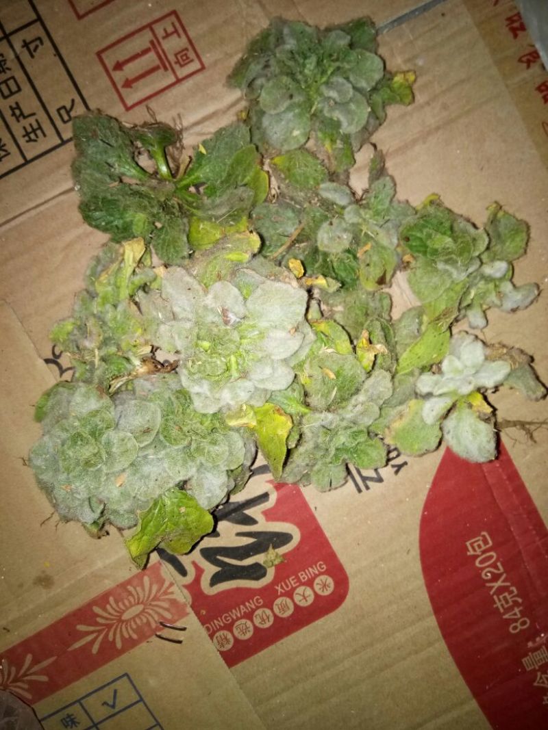 白头翁