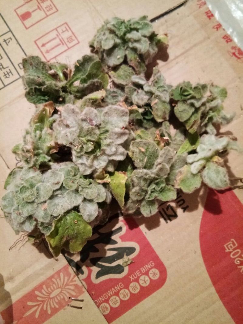 白头翁