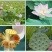 《红莲子干莲子》常年供应/产地直发//不好包退/品质保障