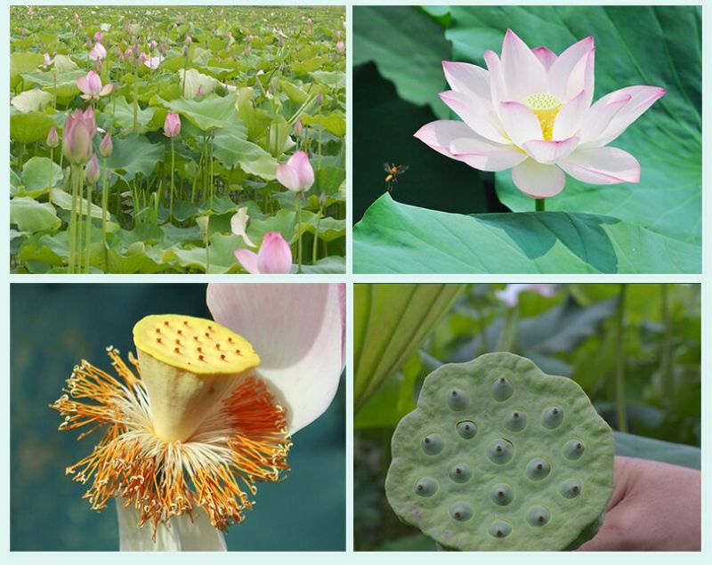 《红莲子干莲子》常年供应/产地直发//不好包退/品质保障