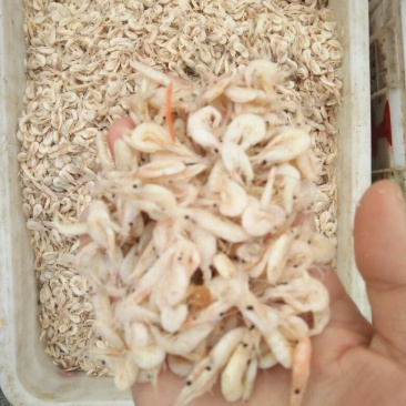 虾皮三级
