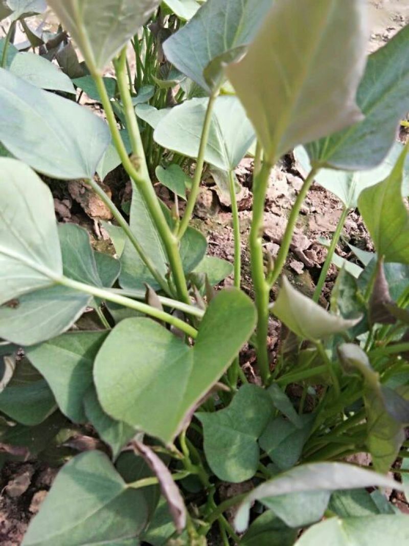 商薯19红薯苗25~35cm