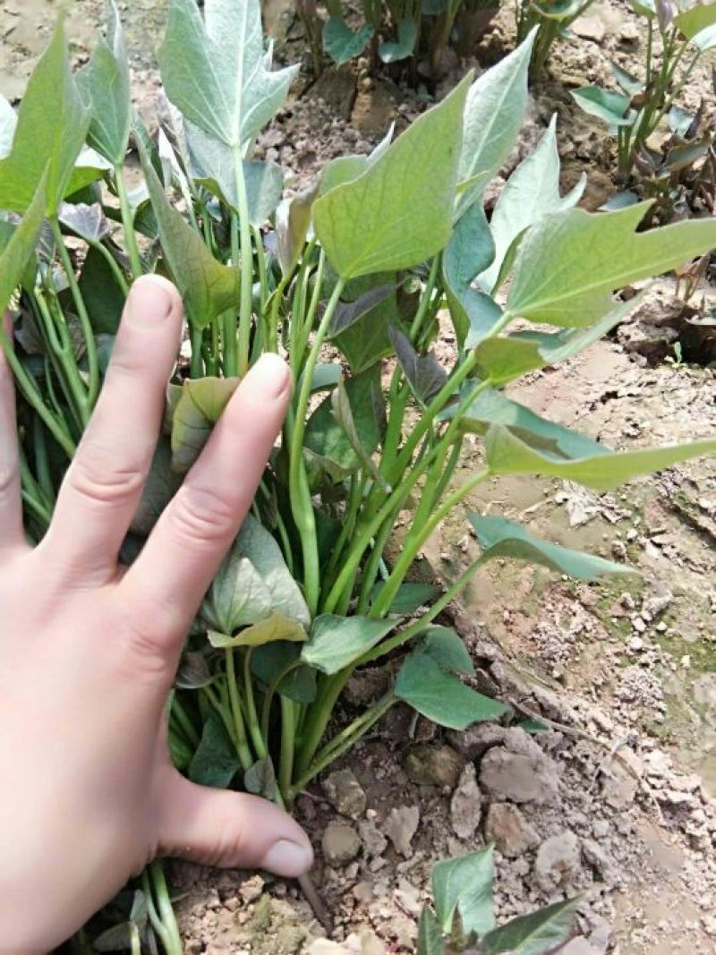 商薯19红薯苗25~35cm