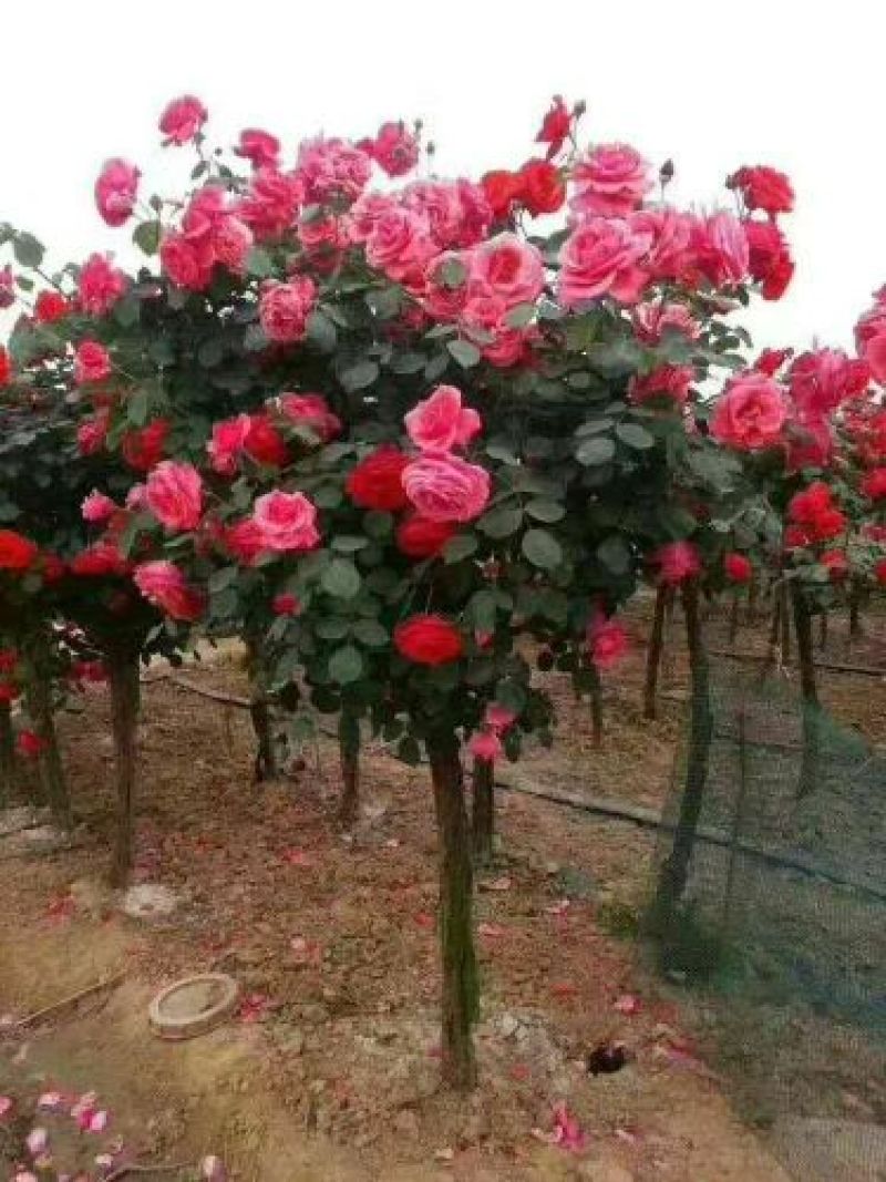 树状月季苗40~50cm