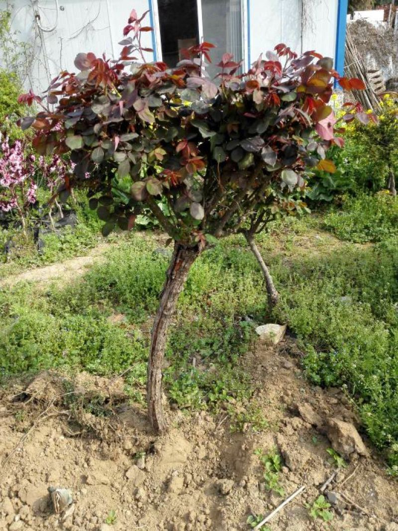 树状月季苗40~50cm